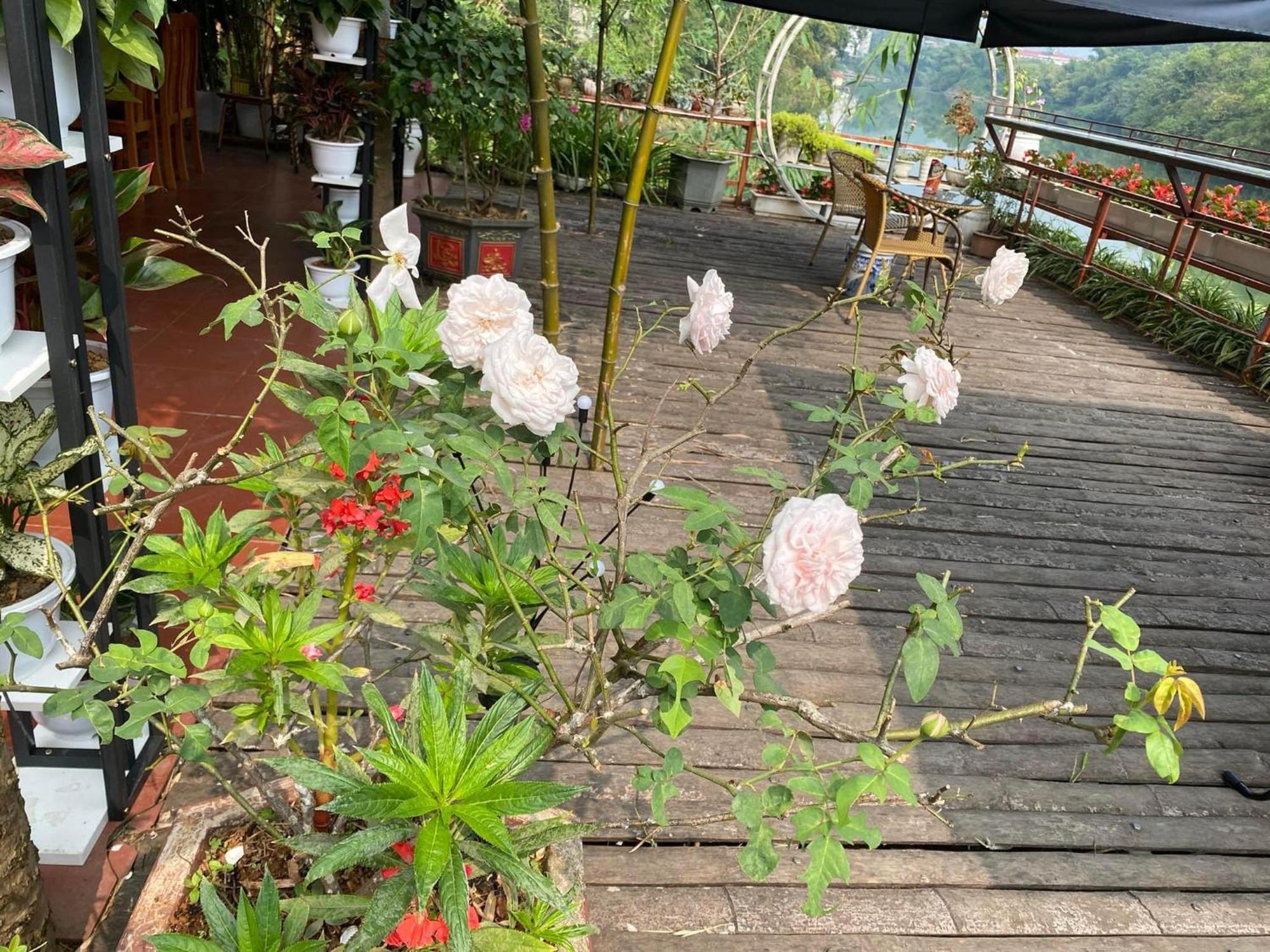 Garden Villa Homestay And Tour Motorbike&Car For Rent Ha Giang Kültér fotó